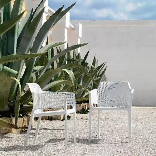 sisal agave plant Agave sisalana
